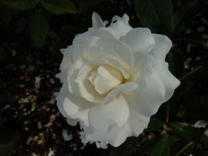 Dunham Massey rose garden 14 July 2013 017