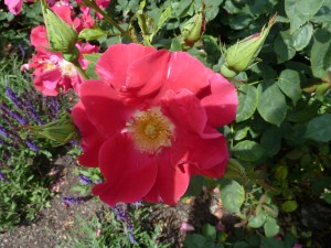 Dunham Massey rose garden 14 July 2013 018