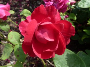 Dunham Massey rose garden 14 July 2013 037