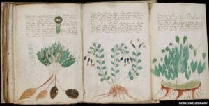 Voynich 2