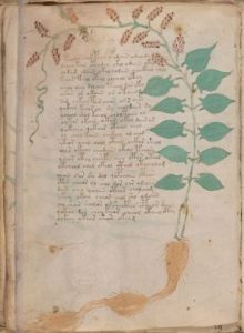 Voynich Manuscript